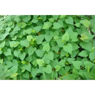 Cây giống rau lang