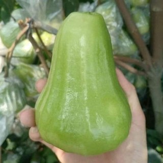 Cây giống mận xanh tam hoa