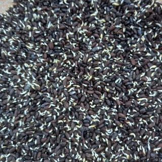 500 gram hạt giống keo lai
