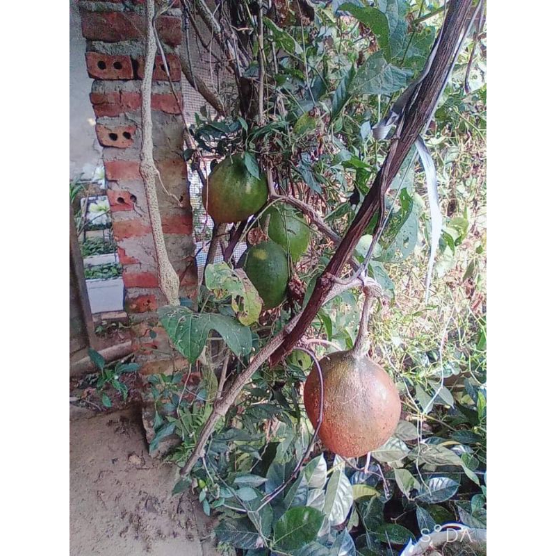 hạt gấc nếp 2 hạt