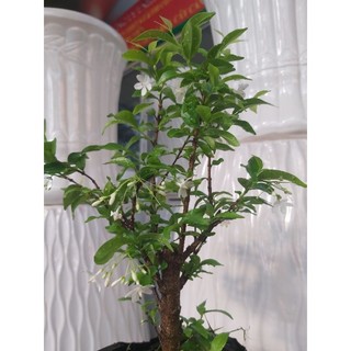 Mai chiếu thủy bonsai dạng phôi
