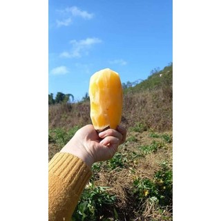 Sâm Đất Hoàng Sin cô Lào Cai Giá 1kg