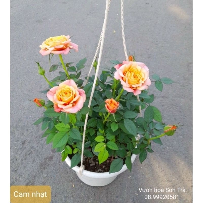 (VHST - GIAO TP.HCM 1-5H) Cây HOA HỒNG Pháp, hoa cam nhạt, đang hoa.
