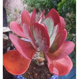 Sen đá bướm đỏ size đại