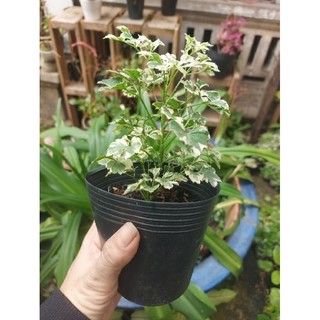 Đinh lăng cẩm thạch (cây giống)