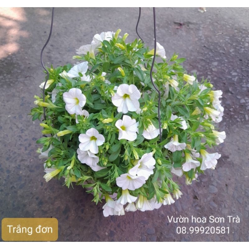 CÂY HOA TRIỆU CHUÔNG đang hoa.