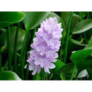 5 cây lục bình hay bèo tây