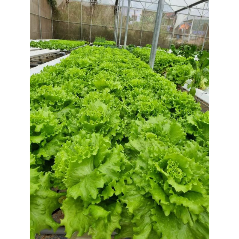 Trụ trồng rau thủy canh