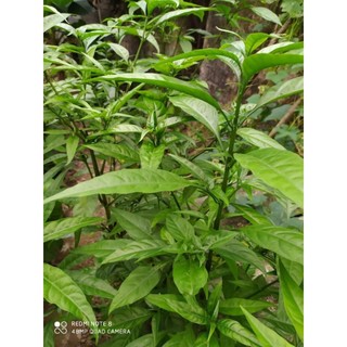 Cây giống hoàn ngọc (Đơn 5 Cây Giống)
