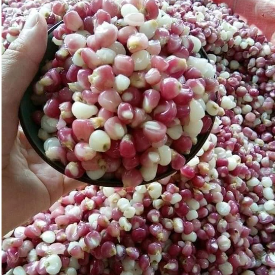 Ngô nếp nương tím bung Điện Biên 1kg❤️giá tại xưởng❤️ Tmart- thực phẩm sạch