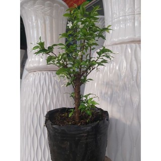 Mai chiếu thủy bonsai dạng phôi