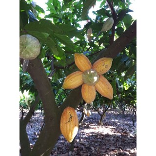 Trái cacao tươi (1kg)