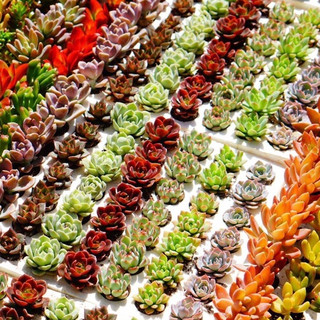 Sen Đá Mini (sen vỉ 3-5 cm)