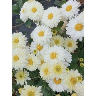Cây giống cúc Tiểu thư