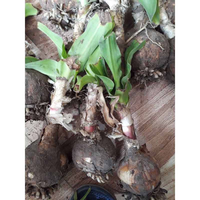 Củ trình nữ hoàng cung