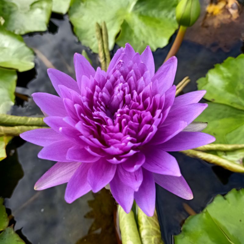 Hoa súng Thái King of Siam