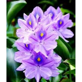 15 cây lục bình hay bèo tây