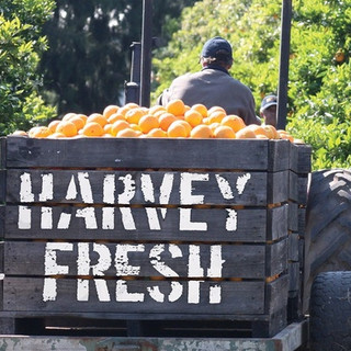 Nước Ép Trái Cây Nhiệt Đới Harvey Fresh 1L (Úc)