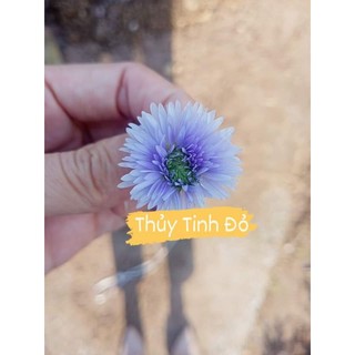 Cây giống thạch thảo nhiều màu