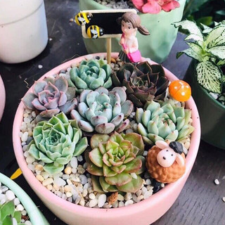 Sen Đá Mini (sen vỉ 3-5 cm)