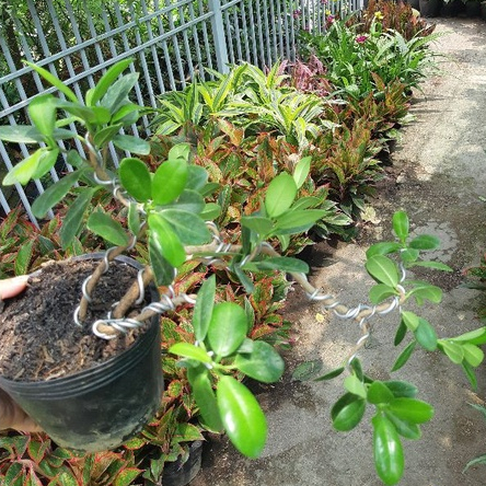 Cây si Nhật bonsai