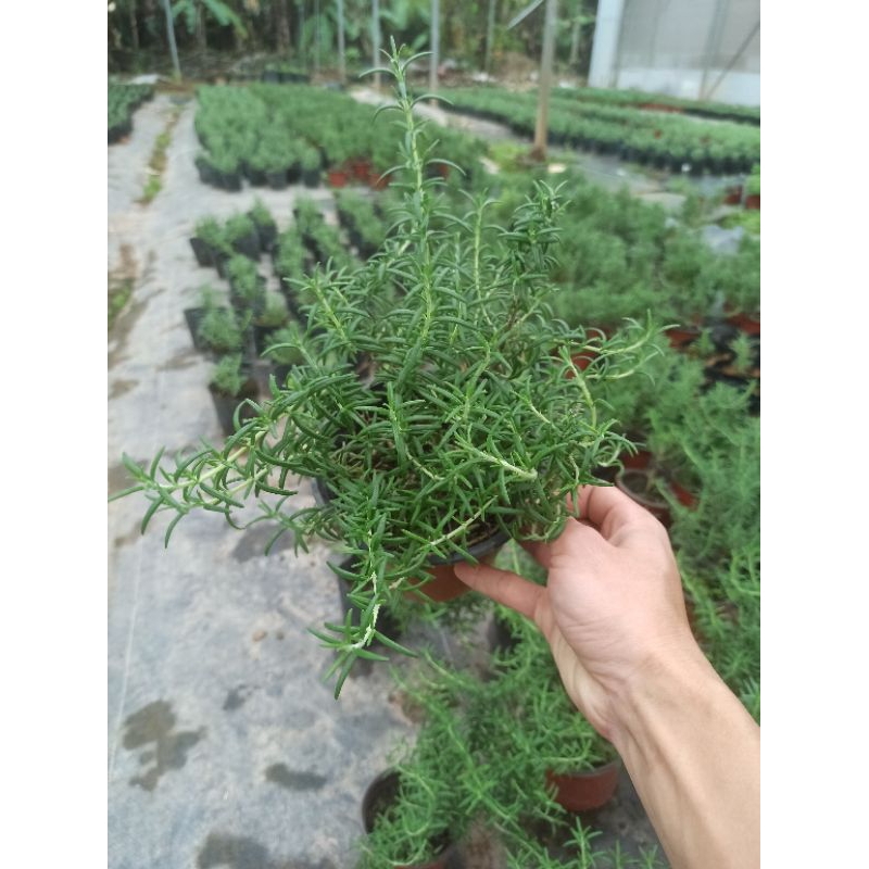 Cây hương thảo  thuần bắc