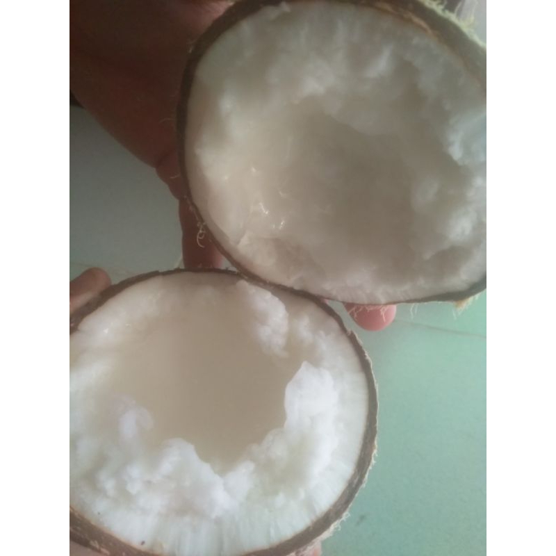 Dừa Sáp đặt Sản Trà Vinh
