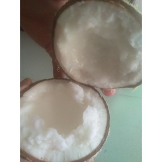 Dừa sáp đặt sản trà vinh