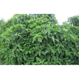 Cây chè khổng lồ và hoàn ngọc chăn nuôi