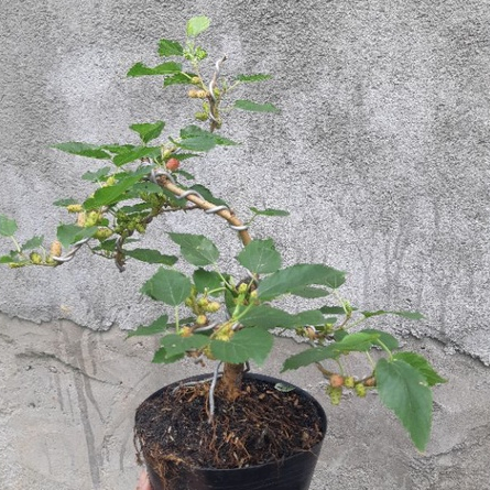 Dâu tằm bonsai SIÊU TRÁI KÈM CHẬU