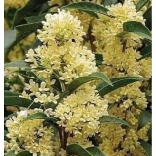 cây giống mộc hương