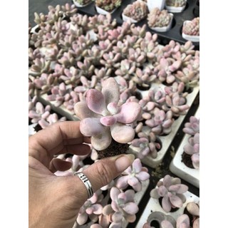 Sen đá Sỏi Hồng Mini