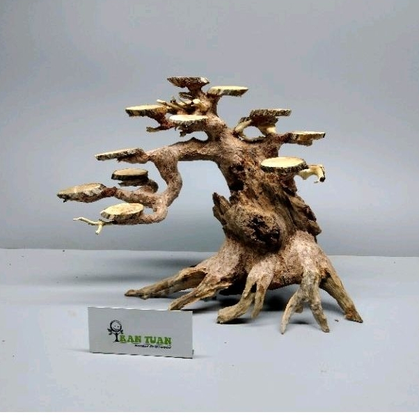 Cây gỗ lũa Bonsai cho hồ thủy sinh kích thước nhỏ