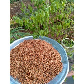 Giống ớt mắc nhất thế giới ớt charapita 200 quả ớt charapita làm giống nẩy mầm nhanh