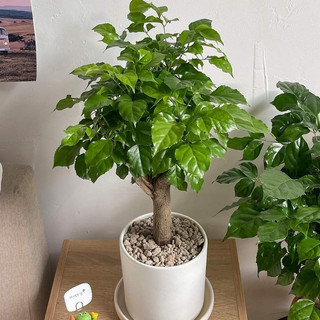 Cây hạnh phúc MIX TIỂU CẢNH ĐẸP