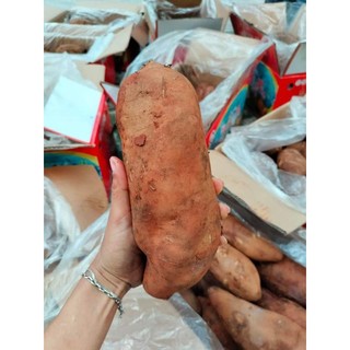 Combo 3Kg - Khoai Sâm Đất - Củ Sâm Đất - Có Thể Gọt Vỏ Ăn Liền