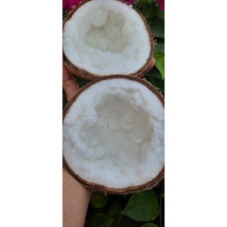 Dừa Sáp đặt Sản Trà Vinh