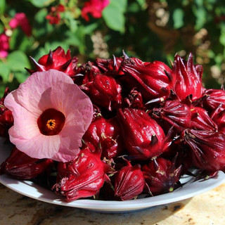 Hạt giống cây atiso đỏ (bụp giấm) (gói 10 hạt)