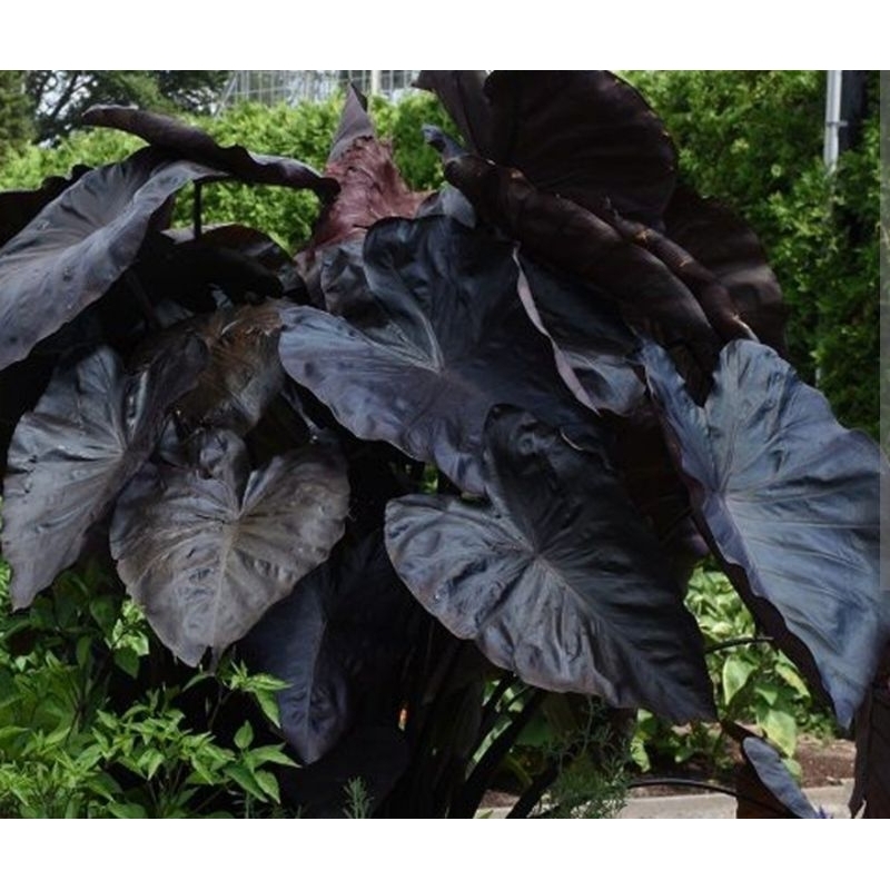 Colocasia Black Coral