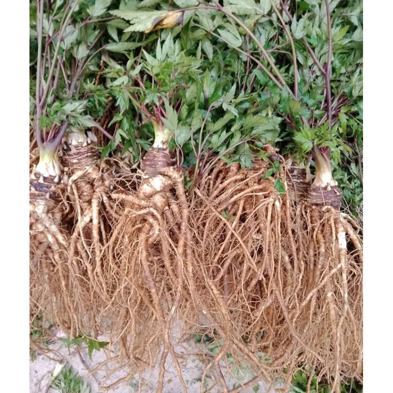 SÂM ĐƯƠNG QUY TƯƠI