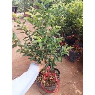 Cây giống ổi lá kim,ổi tàu