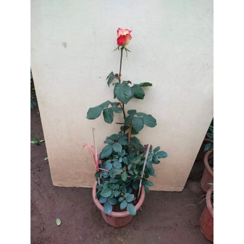 Chậu cây hoa hồng pha viền đỏ siêu hoa, siêu thơm Double Delight Rose