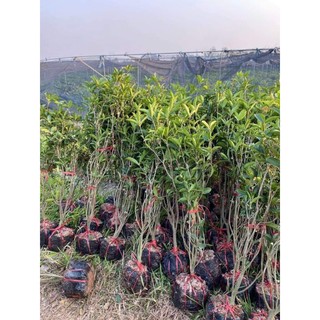 cây mộc hương ta hoa vàng ( cao 80 đến 1m)