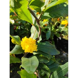 Mai cúc tứ long (cao 30 - 50cm)