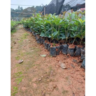 cây mộc hương giống (mộc ta hoa vàng)