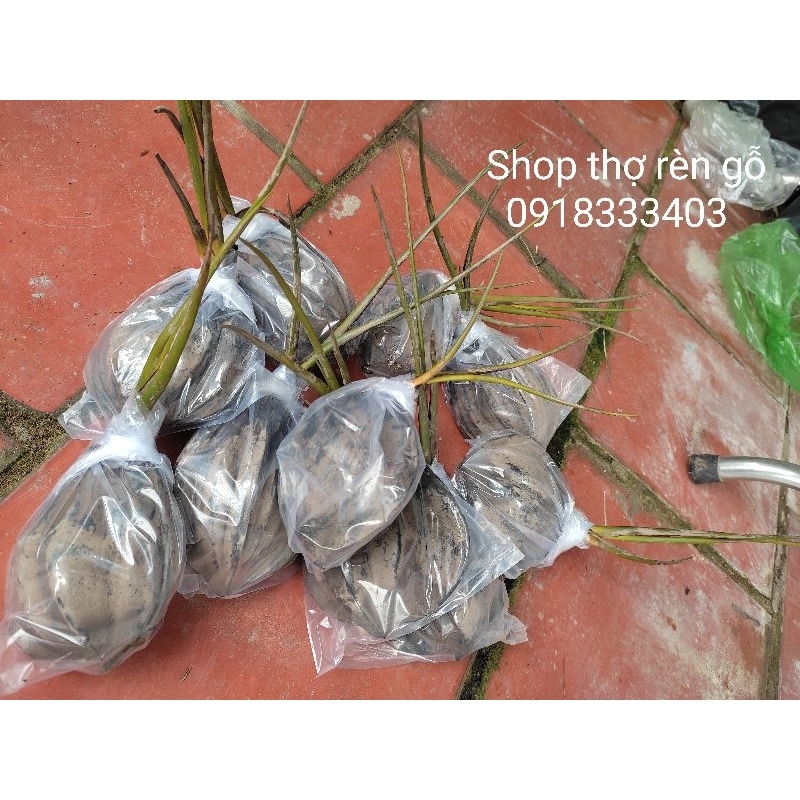 Cây dừa nước, trồng bờ kênh, chống lở đất, 1 cây cao từ 20 cm