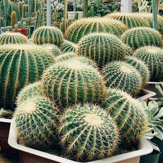 03 cây xương rồng kim hổ golden tiger cactus đường kính từ 10cm-60cm trang trí sân vườn siêu đẹp.