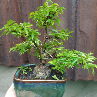 Mai chiếu thủy bonsai mini TẶNG CHẬU