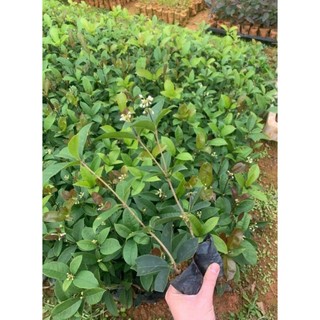 Cây mộc hương giống