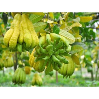 Cây phật thủ giống
